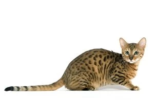 Images Dated 24th September 2005: Cat - Bengal brown spotted tabby in studio