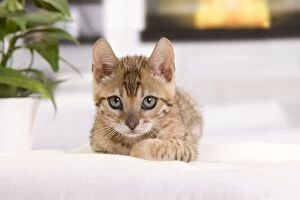 Cat - Bengal kitten