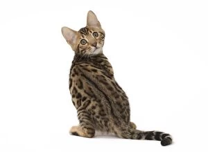 Cat Bengal kitten