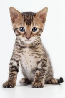 Images Dated 8th December 2010: Cat - Bengal Kitten, 4 weeks