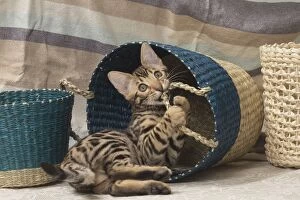 Cat Bengal kitten in basket