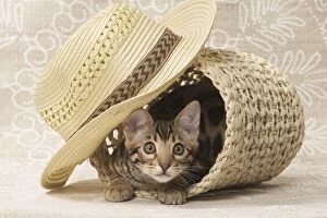 Cat Bengal kitten in basket with straw hat
