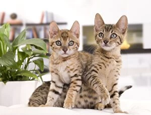 Cat - Bengal kittens