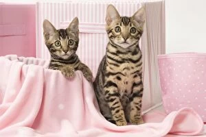 Animals Gallery: Cat Bengal kittens