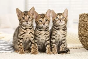Cat - Three Bengal kittens indoors