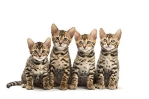 Cat - Four Bengal kittens in the studio