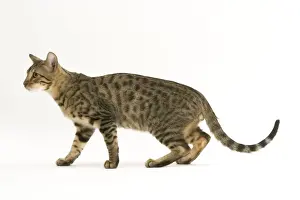 Bengal Prints: Cat - Bengal, shorthaired