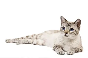 Cat - Bengal - Snow seal lynx spotted tabby in studio