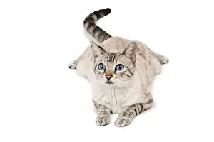 Cat - Bengal - Snow seal lynx spotted tabby in studio