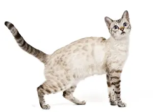 Cat - Bengal - Snow seal lynx spotted tabby in studio