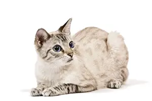 Cat - Bengal - Snow seal lynx spotted tabby in studio