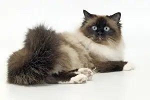 Cat - Birman