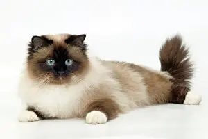 Birman Prints: Cat - Birman