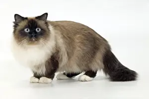 Cat - Birman