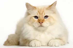 Cat - Birman