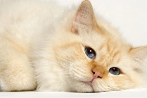 Images Dated 25th September 2005: Cat - Birman
