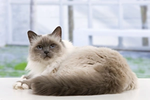 Images Dated 21st January 2012: Cat - Birman