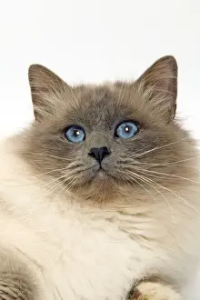 Cat - Birman cat in studio