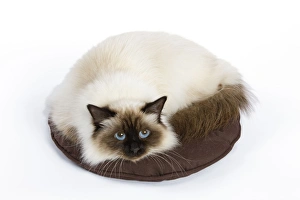 Images Dated 11th October 2008: Cat - Birman - curled up on pillow / cushion