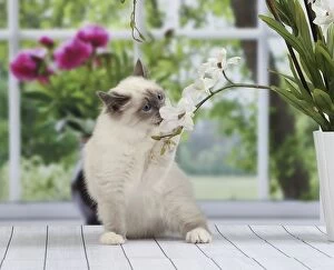 Smelling Gallery: Cat Birman kitten