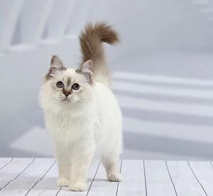 Images Dated 21st October 2015: Cat Birman kitten