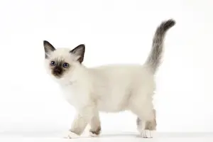 Cat - Birman kitten