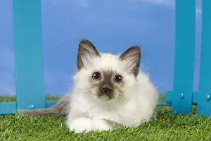 Cat - Birman kitten