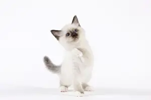 Cat - Birman kitten