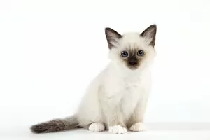 Images Dated 18th May 2012: Cat - Birman kitten