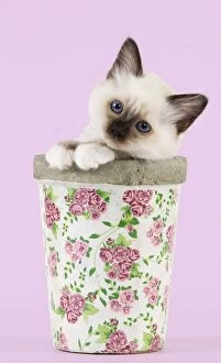 Cat - Birman kitten - in flowerpot