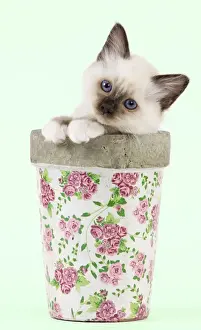 Green Background Prints: Cat - Birman kitten - in flowerpot Manipulation: Background colour changed