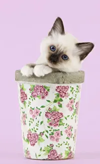 Semi Longhair Prints: Cat - Birman kitten - in flowerpot Manipulation: background colour changed