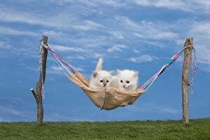 Birmans Gallery: Cat  Birman kitten in a hammock