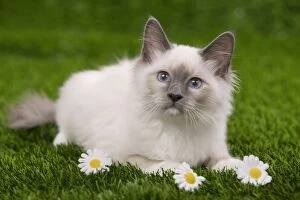 Images Dated 26th September 2009: Cat - Birman - kitten lying down in grass with flowers