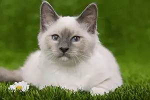 Kitten Prints: Cat - Birman - kitten lying down in grass with flowers