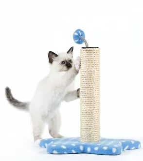 Cat - Birman kitten playing with scratch post
