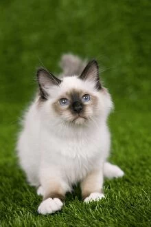 Images Dated 26th September 2009: Cat - Birman - kitten sitting down in grass with flowers