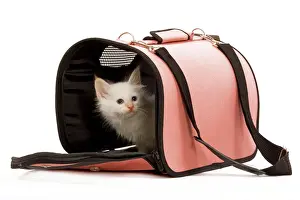 Semi Longhair Prints: Cat - Birman kitten in studio in cat carrying bag