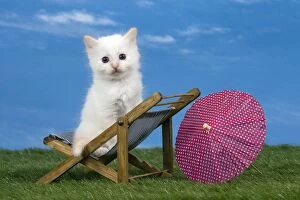 Birmans Gallery: Cat  Birman kitten on a sun lounger /  deck