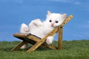 Birmans Gallery: Cat  Birman kitten on a sun lounger /  deck chair