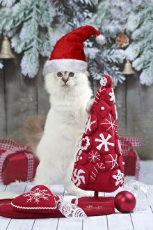 Birmans Gallery: Cat, Birman kitten wearing Christmas hat with Christmas