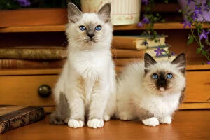 Images Dated 21st July 2000: Cat - two Birman kittens