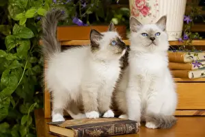 Cat - two Birman kittens