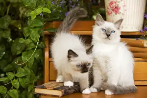 Cat - two Birman kittens