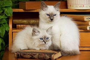 Images Dated 21st July 2000: Cat - two Birman kittens