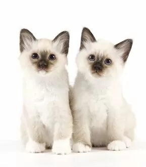 Images Dated 18th May 2012: Cat - Birman kittens