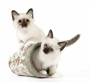 Cat - Birman kittens - in flowerpot
