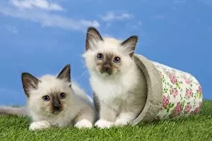 Images Dated 18th May 2012: Cat - Birman kittens - playing with flowerpot
