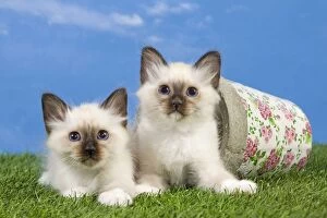 Images Dated 18th May 2012: Cat - Birman kittens - playing with flowerpot