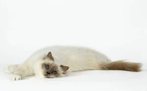 Cat - Birman - laying down - stretching